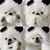 ZooVenture Costume pour chats et chiens
