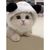 ZooVenture Costume pour chats et chiens