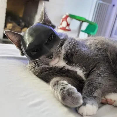 ZooVenture Masque pour chats et chiots