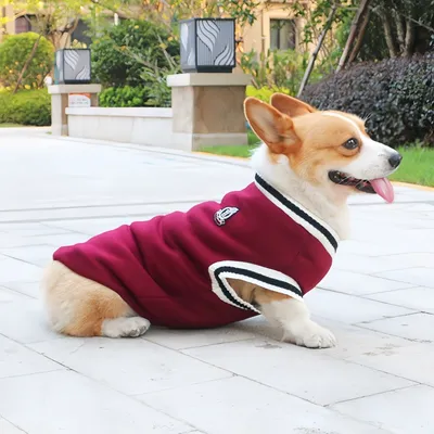 FurryFusion Warmer Winterpullover für Hunde