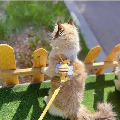 IntiMeg Harnais et laisse pour chat motif abeille