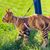 FurryFusion Harnachement et laisse pour chat
