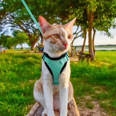 FurryFusion Harnais et laisse réfléchissants pour chat