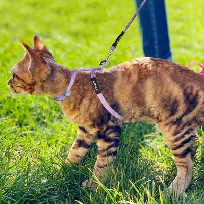 FurryFusion Harnachement et laisse pour chat FurryFusion Harnachement et laisse pour chat