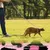 IntiMeg Ensemble harnais et corde pour chats IntiMeg Ensemble harnais et corde pour chats