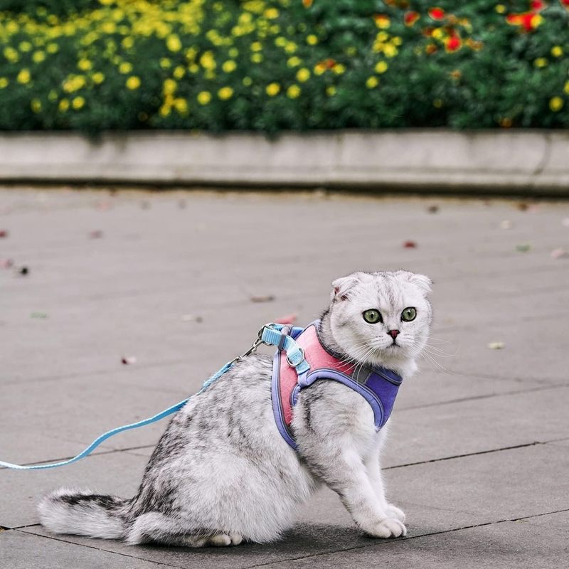 FurryFusion Harnais pour chat avec laisse et doublure réfléchissante