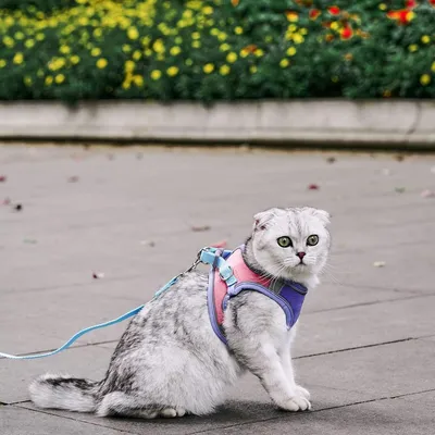 FurryFusion Harnais pour chat avec laisse et doublure réfléchissante