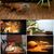 IntiMeg Tapis pour reptiles en fibres de coco