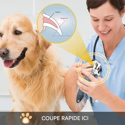 IntiMeg Coupe Ongle Chien avec Lime & Peigne