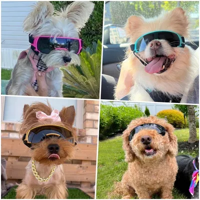 ZooVenture Lunettes de soleil pour petits chiens