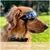 ZooVenture Lunettes de soleil anti-UV pour chiens