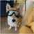 ZooVenture Lunettes de soleil anti-UV pour chiens