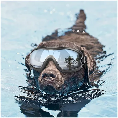 ZooVenture Lunettes de soleil anti-UV pour chiens