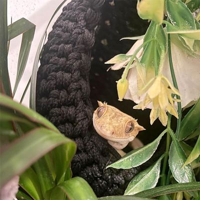 ZooVenture Hamac pour dragons barbus
