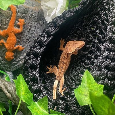 ZooVenture Hamaca para dragones barbudos
