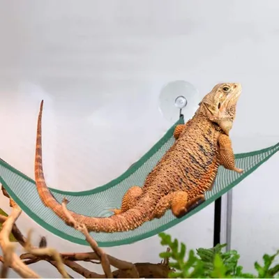 ZooVenture Hamacs pour reptiles