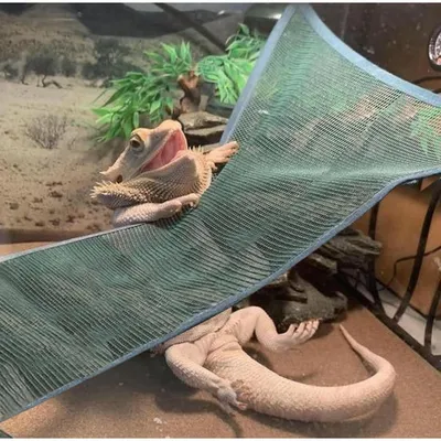 ZooVenture Hamacs pour reptiles
