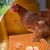 ZooVenture Ensemble de 4 coussins de nid pour poules
