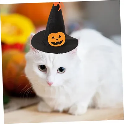 IntiMeg Hexenhut für Katzen zu Halloween IntiMeg Hexenhut für Katzen zu Halloween