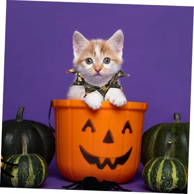 IntiMeg Hexenhut für Katzen zu Halloween IntiMeg Hexenhut für Katzen zu Halloween