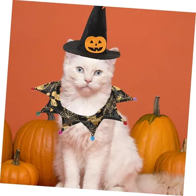 IntiMeg Hexenhut für Katzen zu Halloween IntiMeg Hexenhut für Katzen zu Halloween