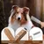 IntiMeg Ensemble de peignes à pincer pour chiens et chats