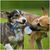 ZooVenture Jouets en caoutchouc pour chiens et chats