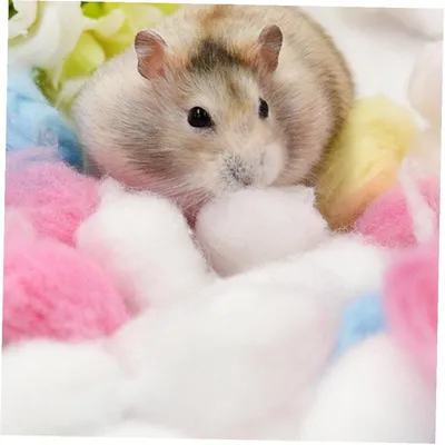 IntiMeg Boules de coton chaudes pour hamster IntiMeg Boules de coton chaudes pour hamster