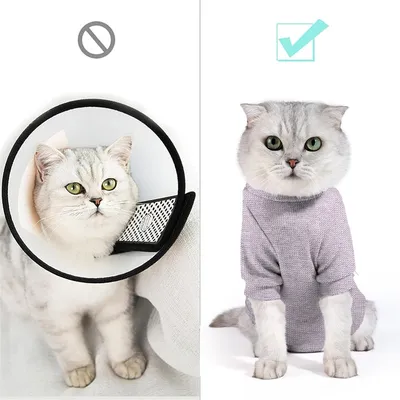 IntiMeg Body für Katzen nach Operationen IntiMeg Body für Katzen nach Operationen