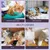 IntiMeg Body für Katzen nach Operationen IntiMeg Body für Katzen nach Operationen