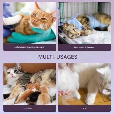 IntiMeg Body für Katzen nach Operationen IntiMeg Body für Katzen nach Operationen