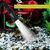 ZooVenture Buse bec canard aquarium