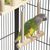 ZooVenture Aire de jeu en bois pour perroquets