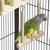 ZooVenture Aire de jeu en bois pour perroquets