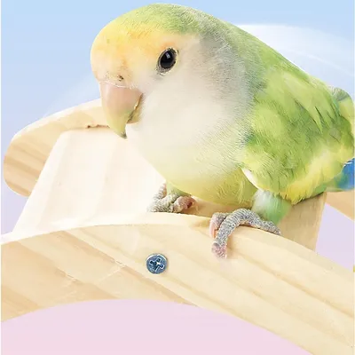 ZooVenture Aire de jeu en bois pour perroquets