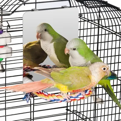 ZooVenture Espejo y juguetes para pájaros
