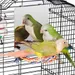 ZooVenture Miroir et jouets pour oiseaux