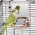 ZooVenture Miroir et jouets pour oiseaux