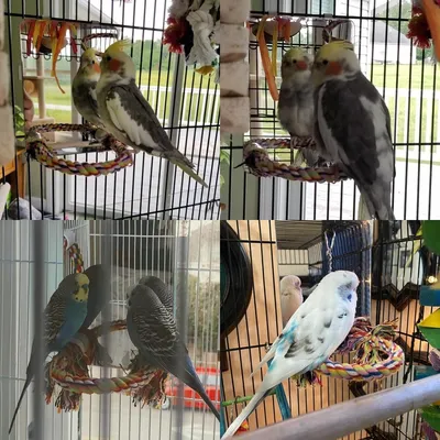 ZooVenture Espejo y juguetes para pájaros