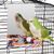 ZooVenture Miroir et jouets pour oiseaux