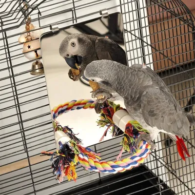 ZooVenture Miroir et jouets pour oiseaux