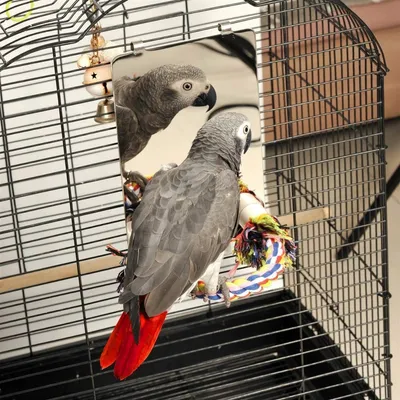 ZooVenture Miroir et jouets pour oiseaux