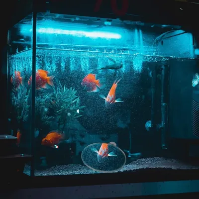 ZooVenture Miroirs d'entraînement pour Betta