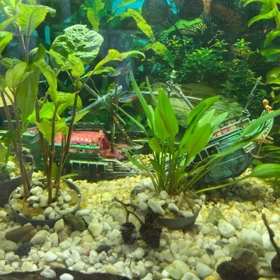 ZooVenture Ornement d'épave navire aquatique