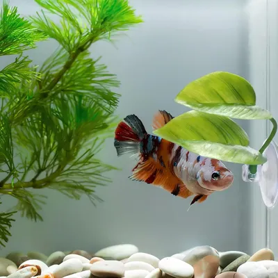 ZooVenture Hamacs pour poisson Betta