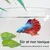 ZooVenture Hamacs pour poisson Betta
