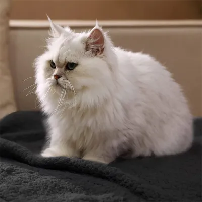 IntiMeg Plüschdecke für Hunde und Katzen – Schwarz