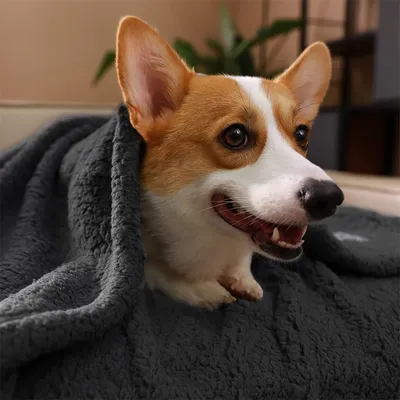 IntiMeg Plüschdecke für Hunde und Katzen – Schwarz
