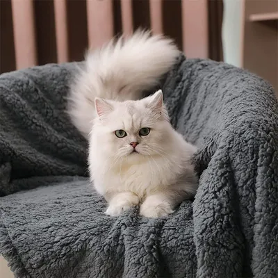 IntiMeg Plüschdecke für Hunde und Katzen – Grau
