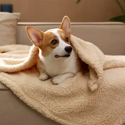 IntiMeg Plüschdecke für Hunde und Katzen – Beige